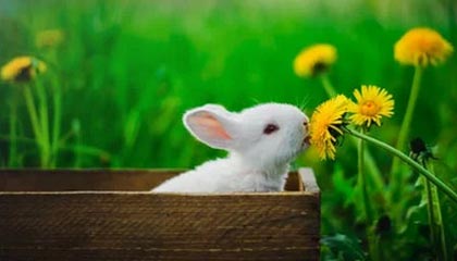 九游娱乐中国-孙颖莎横扫伊藤美诚，再度问鼎女单冠军，孙颖莎4_0击败伊藤美诚